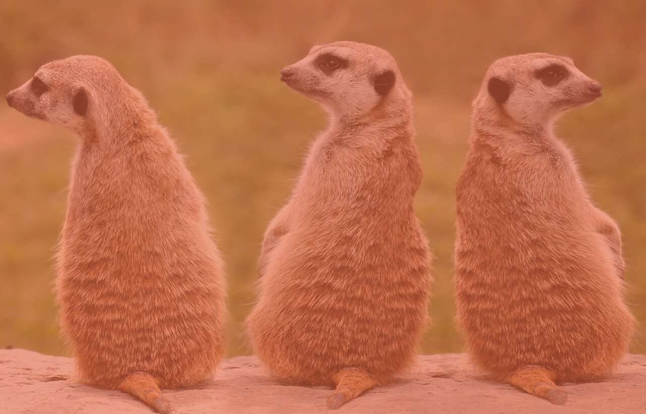 The 3 Ways To Dominate Instagram